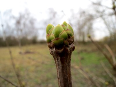 20140201Gemeiner_Flieder4