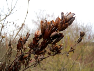 20140201Gemeiner_Flieder3