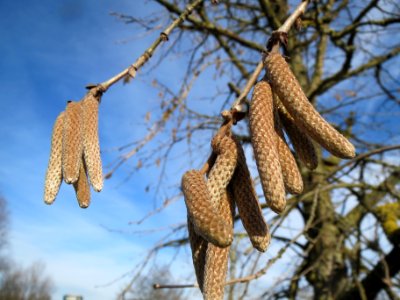 20140118Baumhasel_Hockenheim5