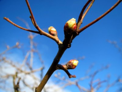 20140216Crataegus_monogyna4