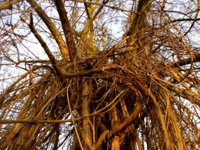 20140118Clematis_vitalba1
