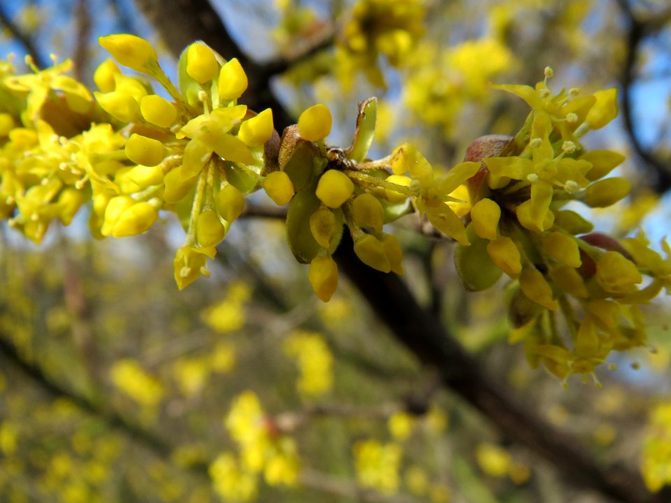 20140216Cornus_mas_Reilingen5