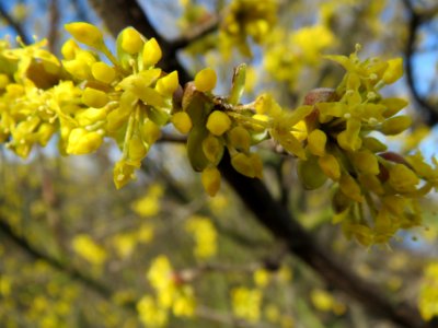 20140216Cornus_mas_Reilingen5