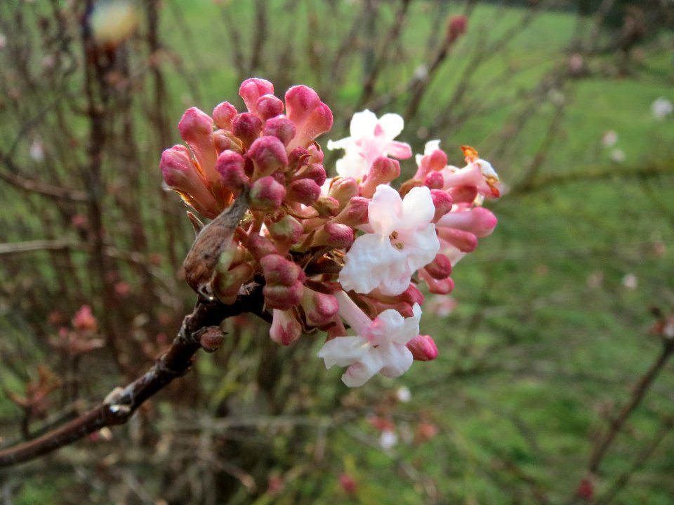 20140118Viburnum_x_bodnantense3