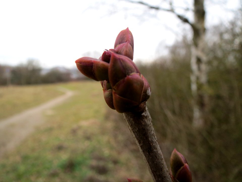 20140201Gemeiner_Flieder8