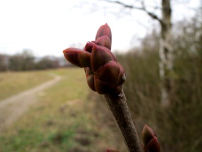 20140201Gemeiner_Flieder8