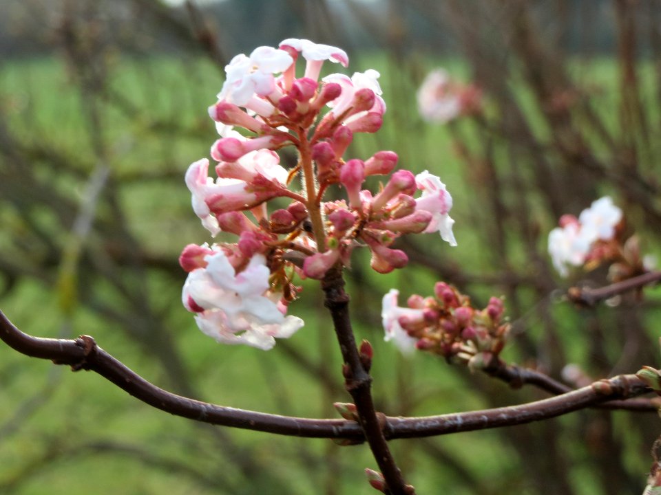 20140118Viburnum_x_bodnantense2