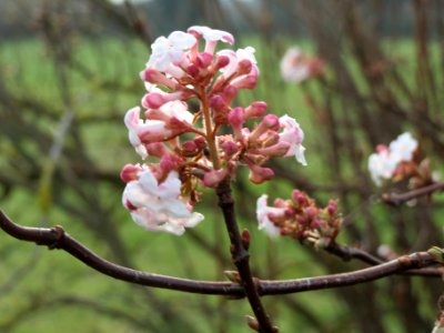 20140118Viburnum_x_bodnantense2
