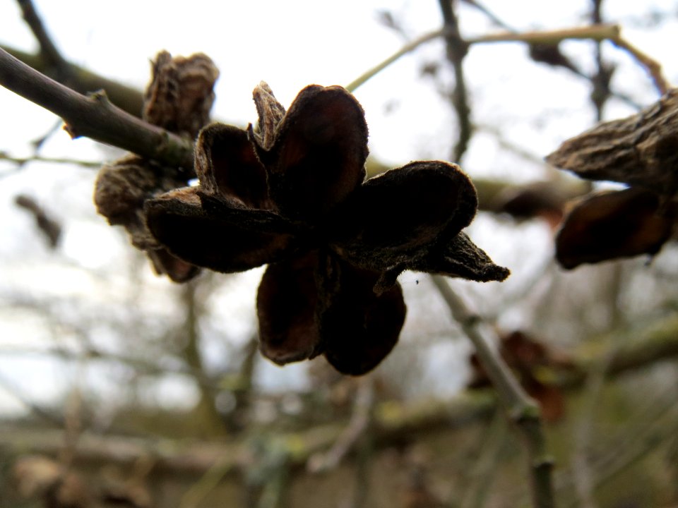 20140201Pfaffenhuetchen2