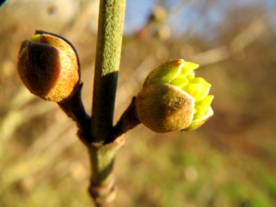 20140128Cornus_mas3