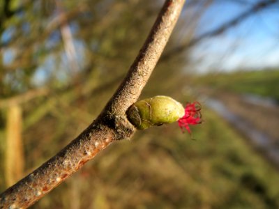20140128Corylus_avellana2