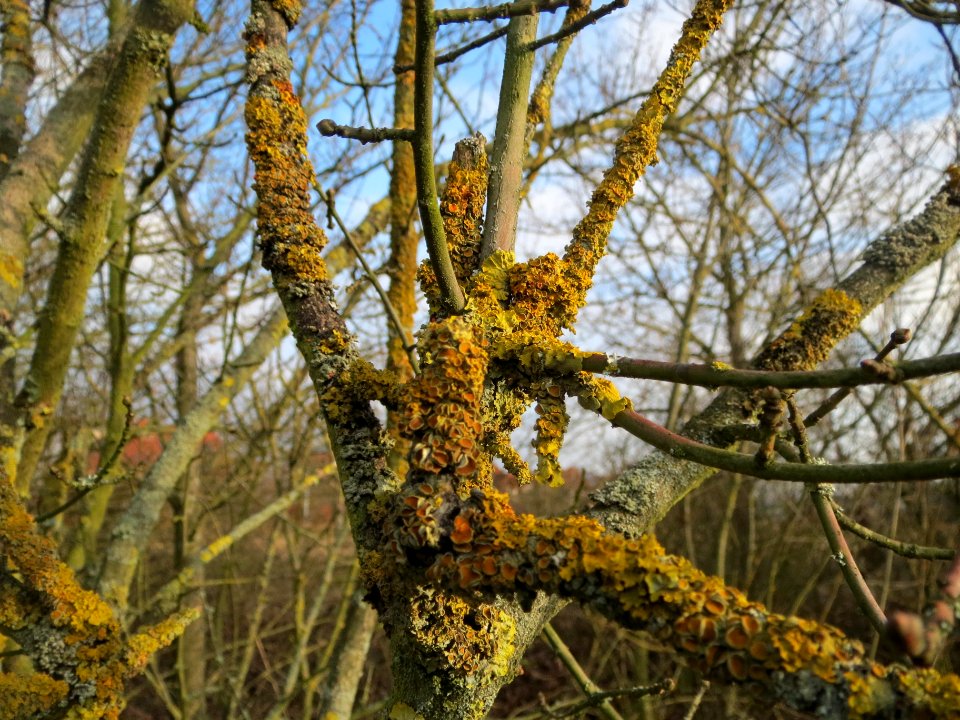 20140129Pfaffenhuetchen1