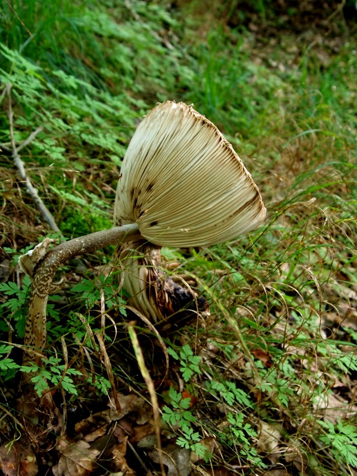 2014-Aug-24_Unidentified_Macrolepiota