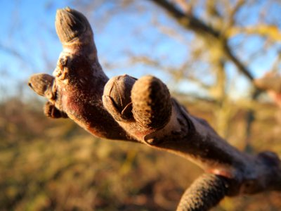 20140117Walnuss_Neulussheim3