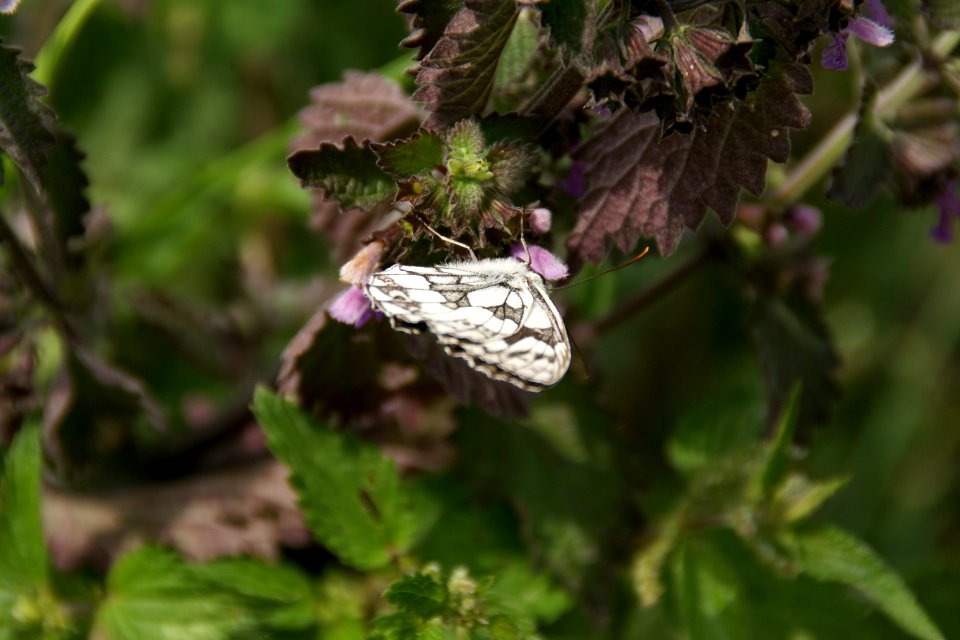 2014.06.22.120348_Melanargia_galathea_Osthofen