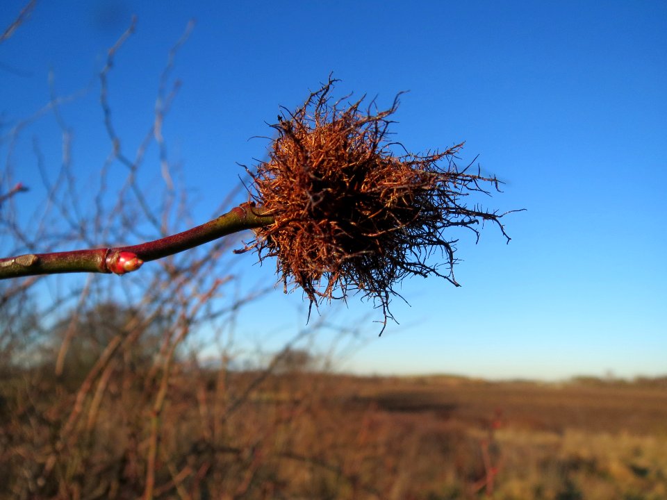 20140117Rose_Neulussheim2