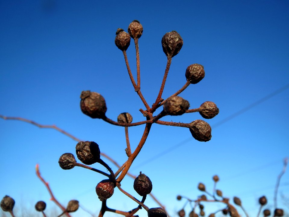 20140117Rose_Neulussheim3