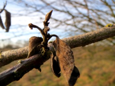 20140202Salix_Neulussheim2