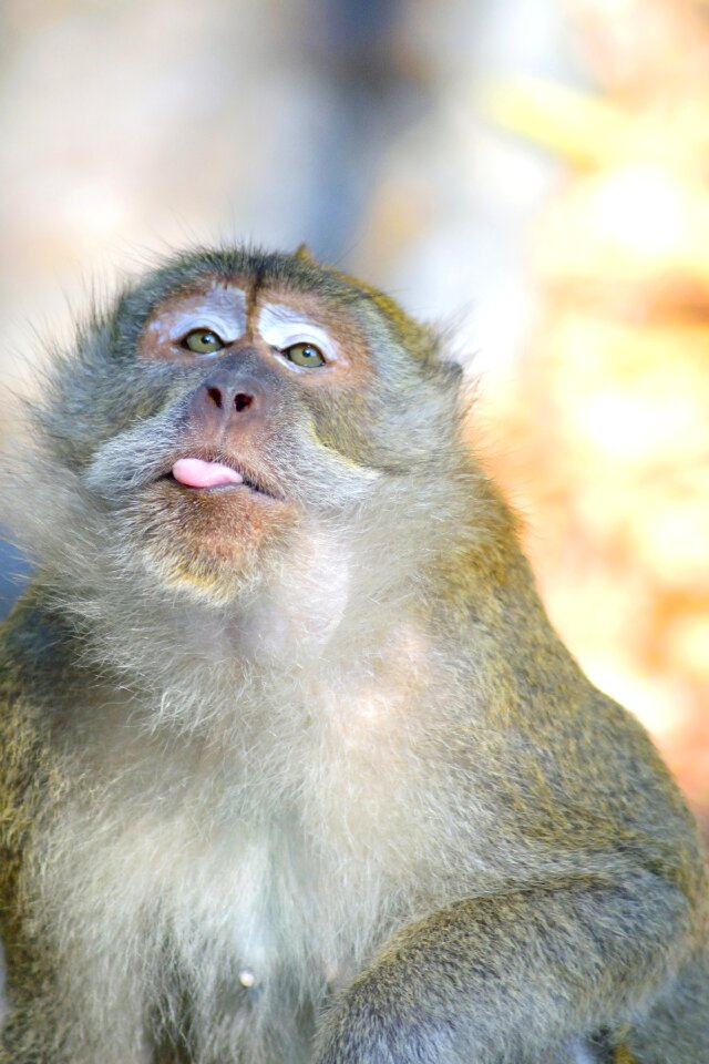 Apes mammal mammals