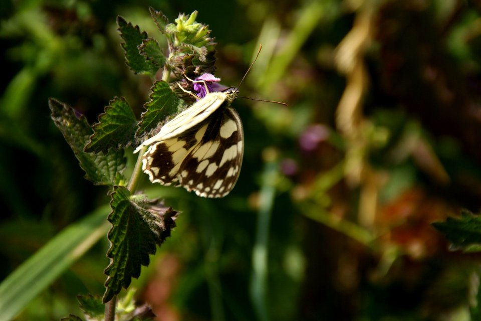 2014.06.22.120510_Melanargia_galathea_Osthofen