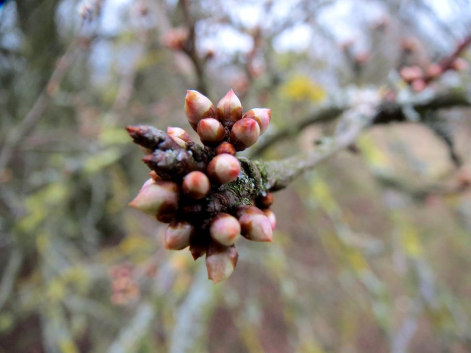 20140201Prunus_cerasifera2