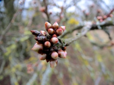 20140201Prunus_cerasifera2