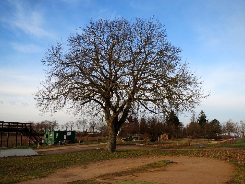20140118Juglans_regia1