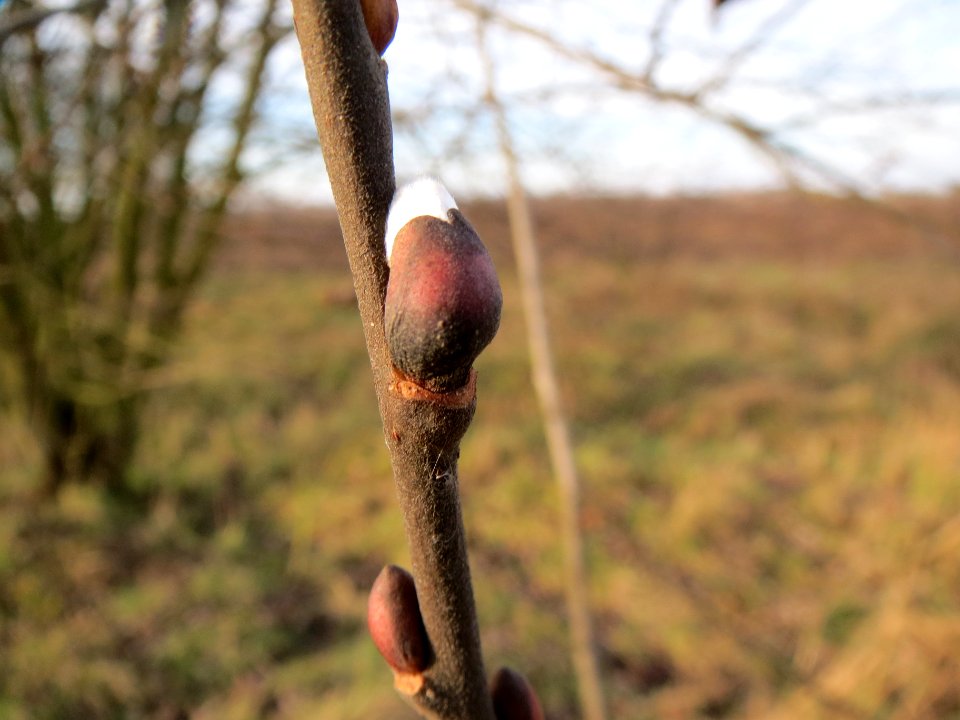 20140202Salix_Neulussheim3