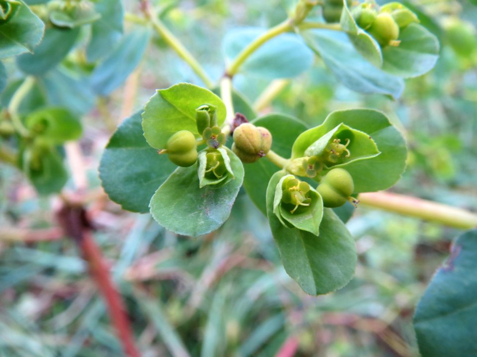 20140119Euphorbia_helioscopia1