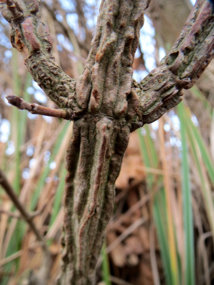 20140207Acer_campestre4