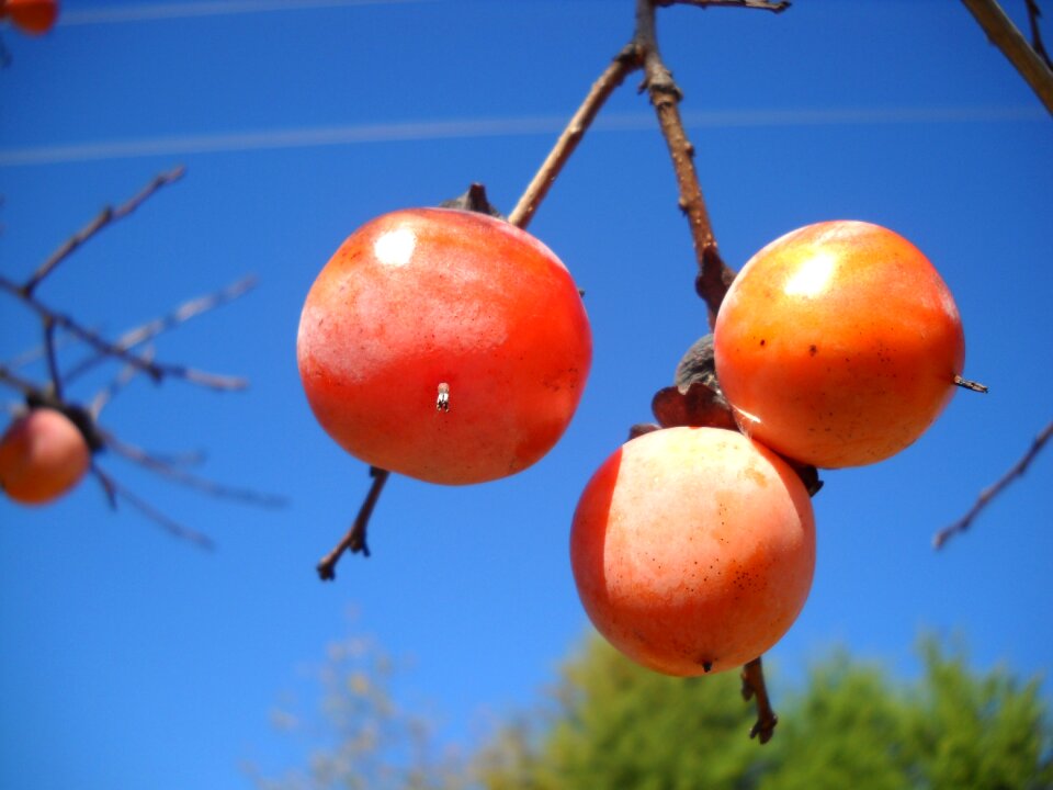 Orange fall blue fruits