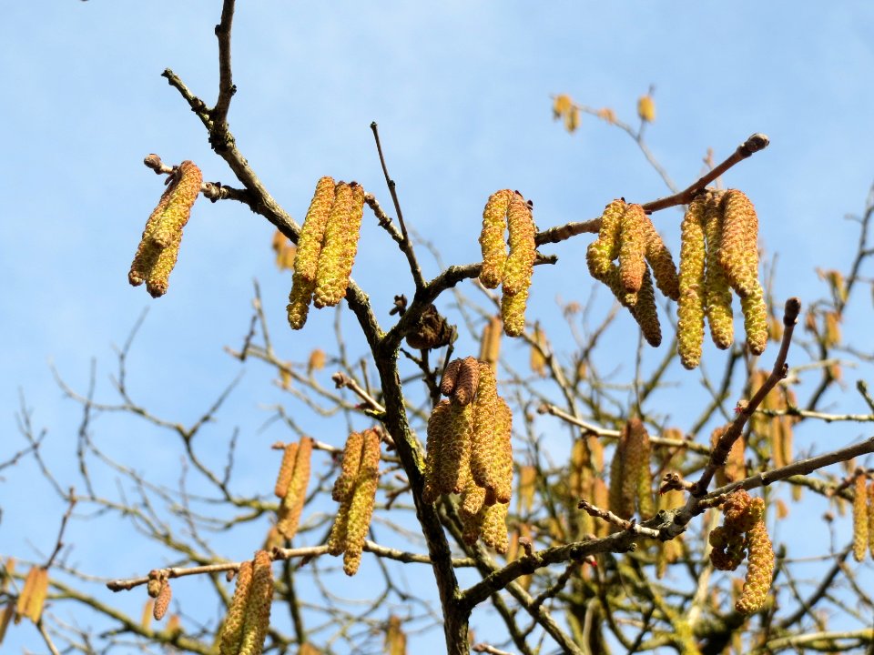 20140118Baumhasel_Hockenheim6