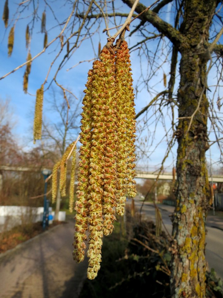 20140118Baumhasel_Hockenheim3