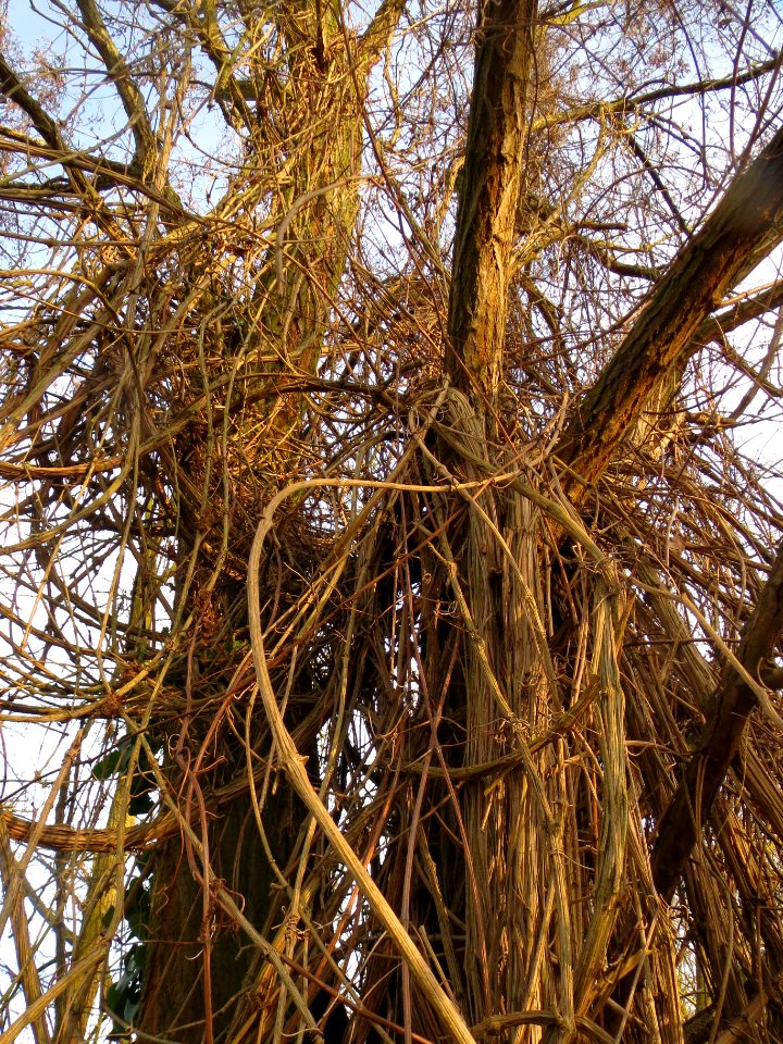 20140118Clematis_vitalba3