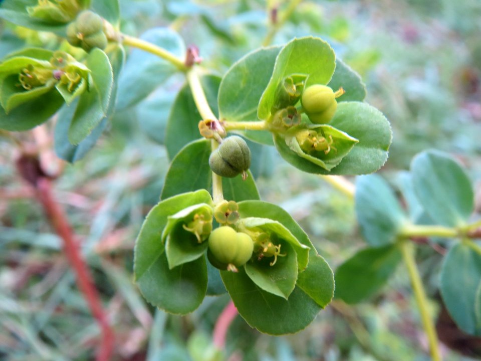 20140119Euphorbia_helioscopia2