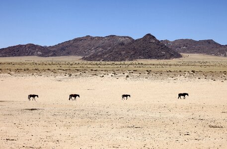 Horses animals caravan