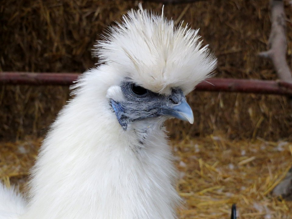 20140105Wildpark_Saarbruecken09