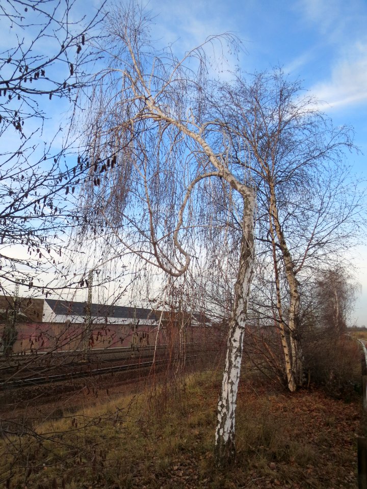 20140118Birke_Neulussheim