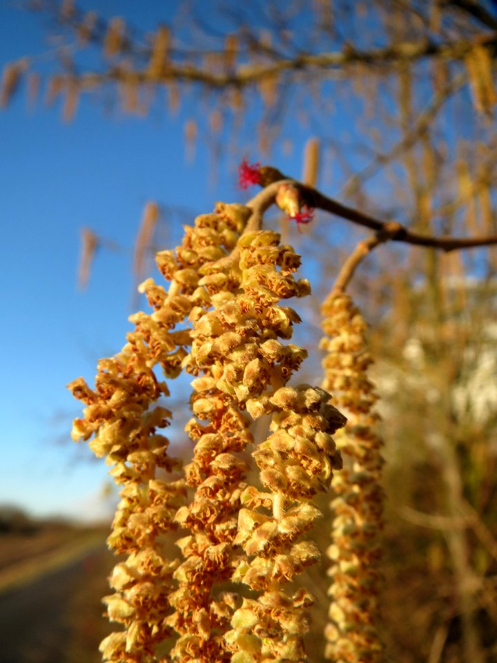 20140128Corylus_avellana3
