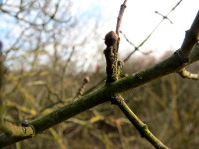 20140129Pfaffenhuetchen2