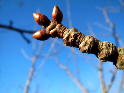 20140117Kirsche_Reilingen