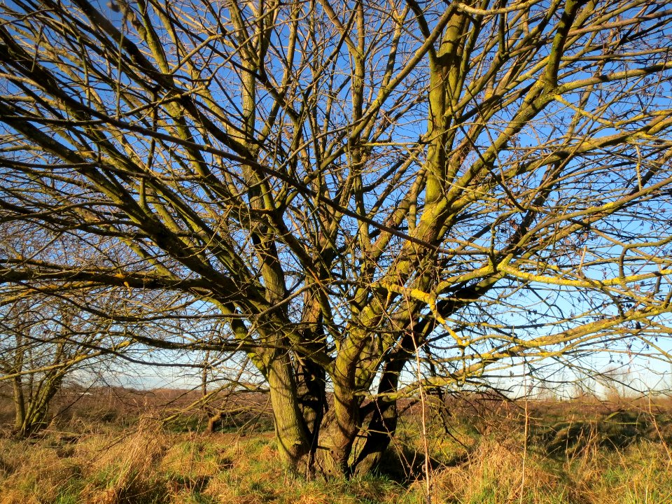 20140117Salix_Neulussheim2