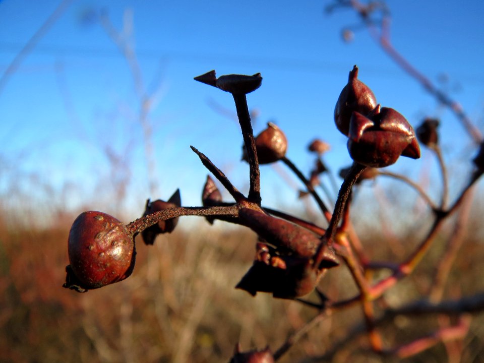 20140117Rose_Neulussheim5