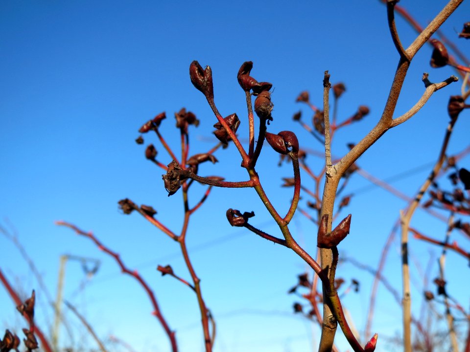 20140117Rose_Neulussheim4