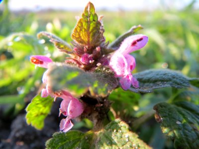 20140112Taubnessel_Reilingen2