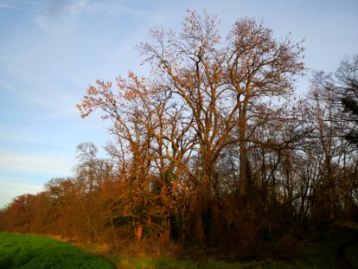20140108Ahorn_Hockenheim1