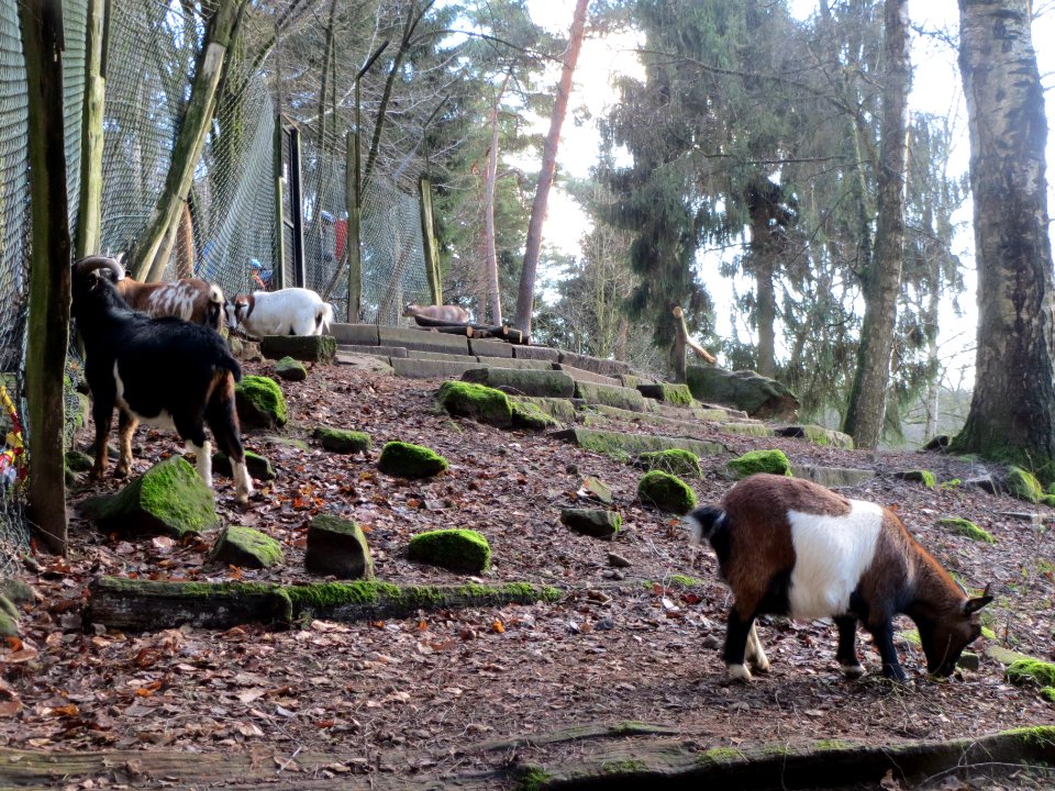 20140105Wildpark_Saarbruecken21