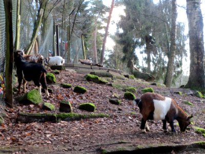 20140105Wildpark_Saarbruecken21