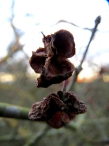 20140107Pfaffenhuetchen_Hockenheim2