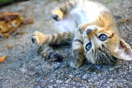 Cats evening eye